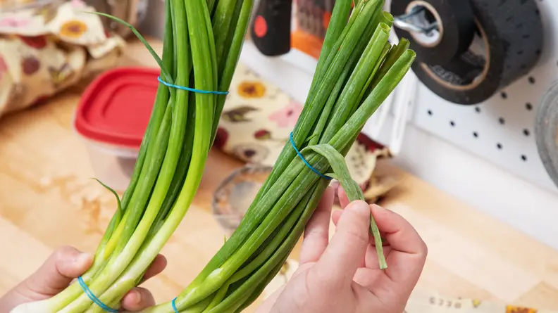 A person holds two handfuls of scallions, one fresh (left) and one limp (right).