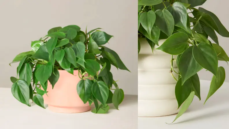 This plant is easy to keep alive—even if you have a brown thumb.