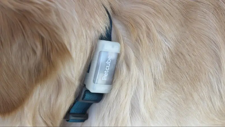 The Petcube GPS Tracker on a dog’s collar.