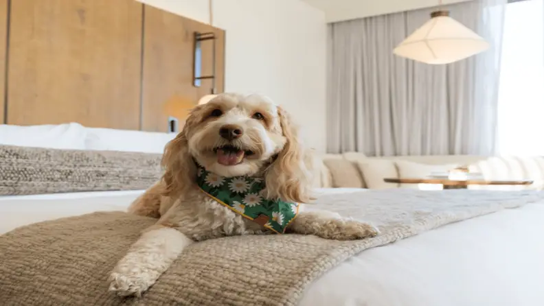 Dog relaxed on a hotel bed