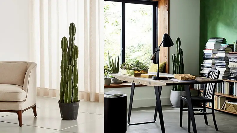 This stunning cactus looks like it belongs in the middle of the desert.