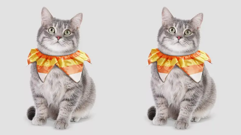 Cat candy corn