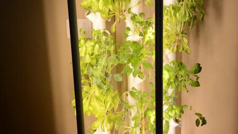 With the LED lights on, the plants are seen receiving sufficient light to encourage growth.