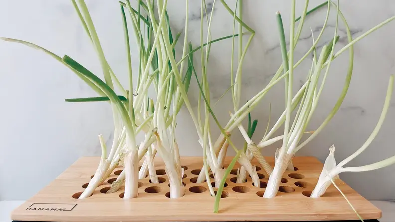Green onion sprouting from a container with a wooden top filled with holes out of which the onions can grow.