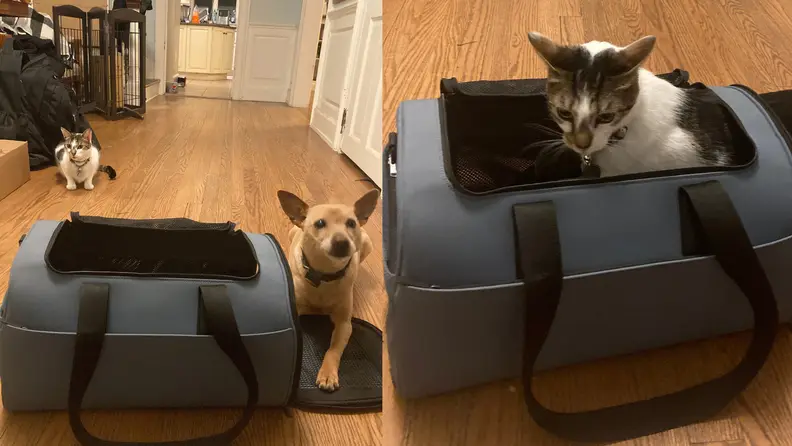 Small dog and cat playing with blue pet carrier on wooden floor.