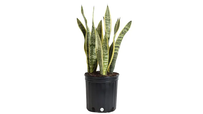 Costa Farms Snake Plant