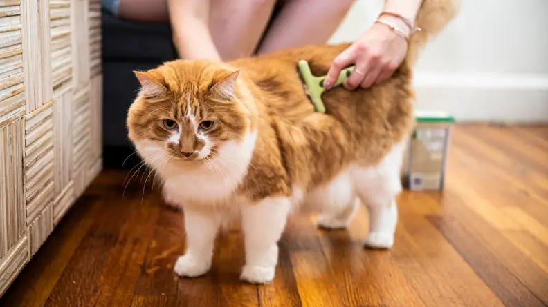 a person brushes a fluffy orange and white cat using the safari undercoat rake