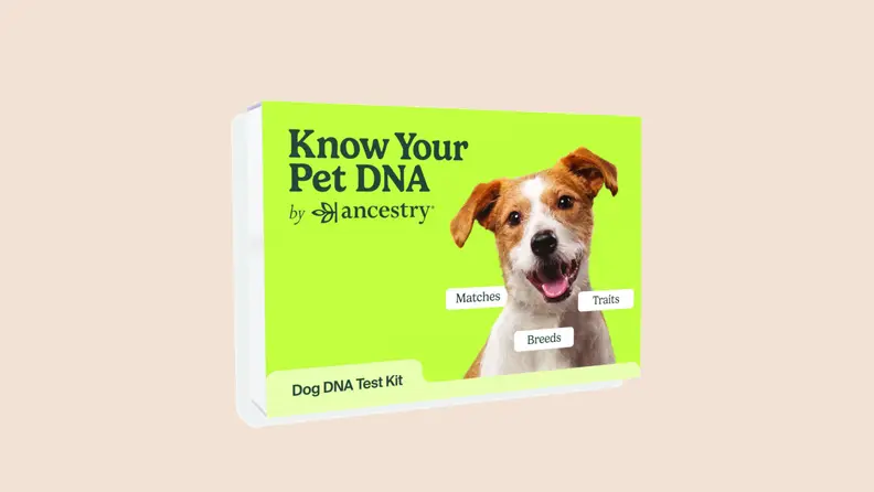 dog dna kit on beige background