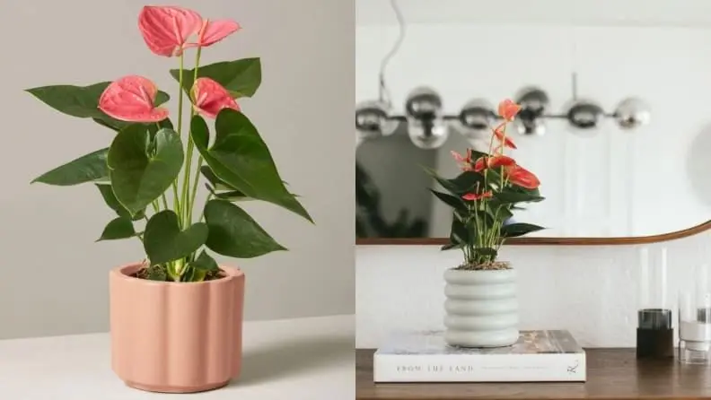 Best Valentine's Day gifts: The Sill plants
