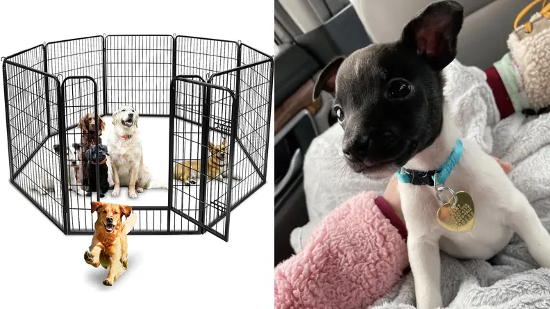 Left: Dogs in a exercise pen. Right: Rebecca's adorable dog Cash.