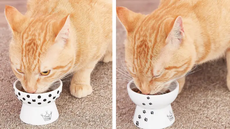 Two images of cat eating from elevated bowl