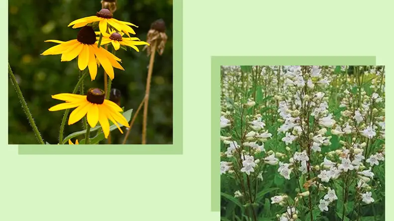 Two close ups of daisies and white flowers.