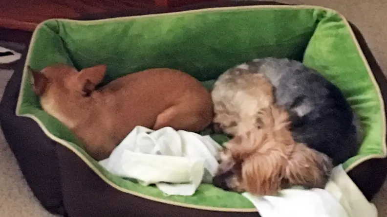 Heated dog bed review