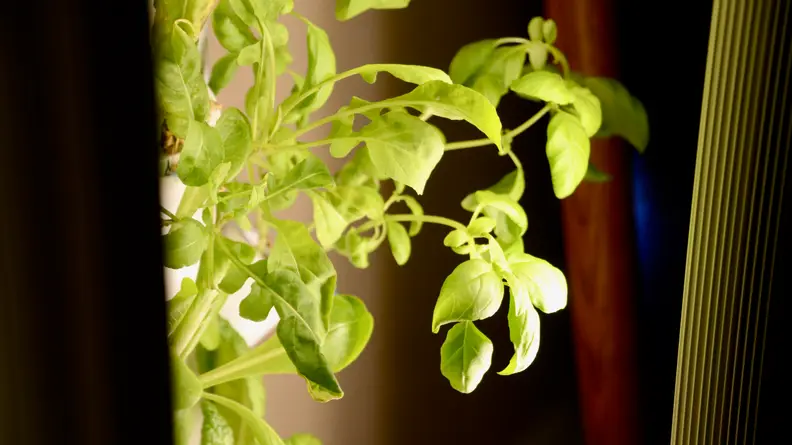 A basil plant popping out of the column of a Gardyn hybriponic garden device.