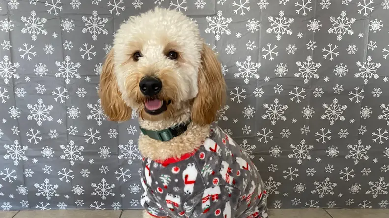 PJ pup