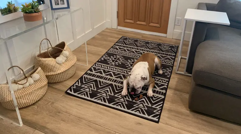 A dog eating a bone on a Ruggable rug.