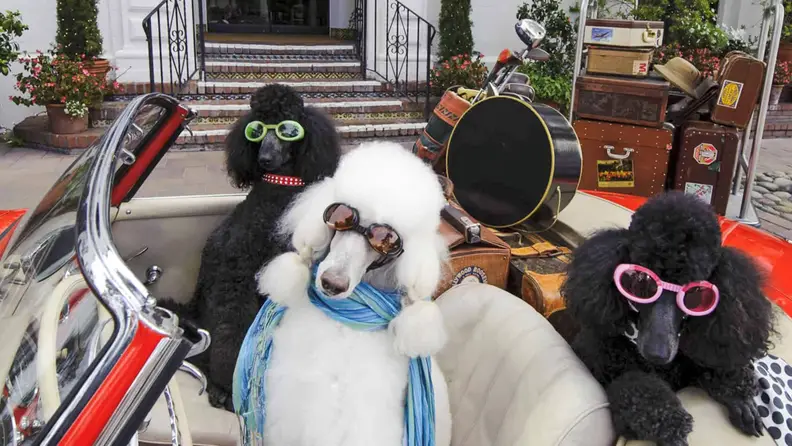 Three vacation-ready dogs seated in a top-down car