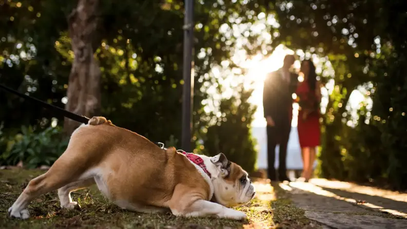 A dog on a leash about to lay flat on the ground with a blurred couple behind her