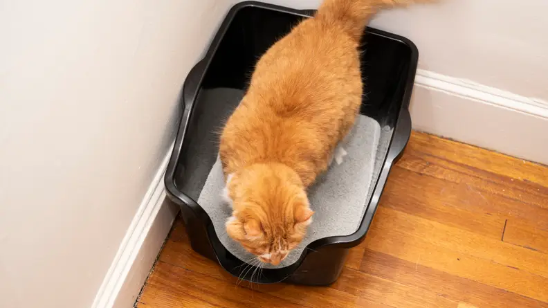 An orange cat sits inside of a black, plastic litter box.