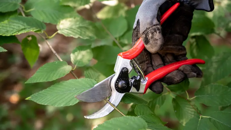 A gardening-gloved hand holds the shears and is about to trim an offshoot.