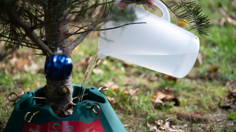 A person pours water from a clear pitcher into a christmas tree stand