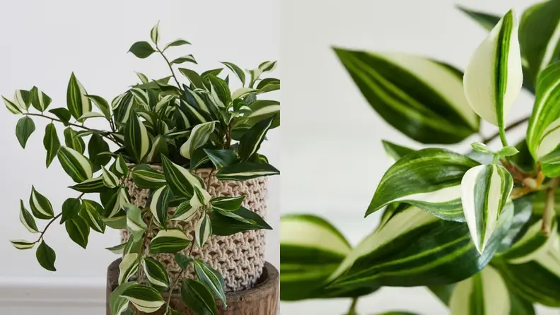 This houseplant knows that stripes are universally flattering.