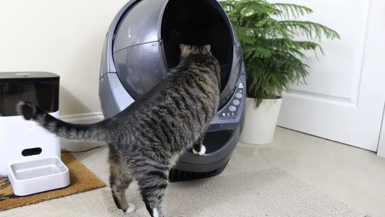Cat using Litter Robot 3