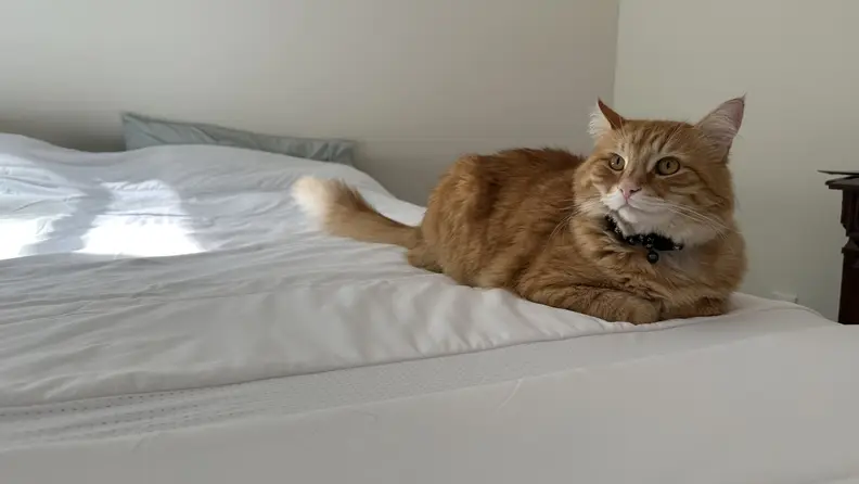 White Cooloxy Breathable Cooling Comforter on a made bed with an orange cat laying on top of it, in front of a white wall.