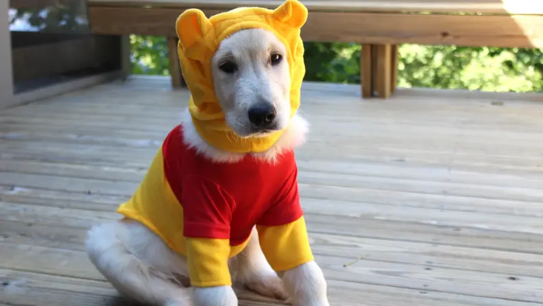 dog in winnie the pooh costume