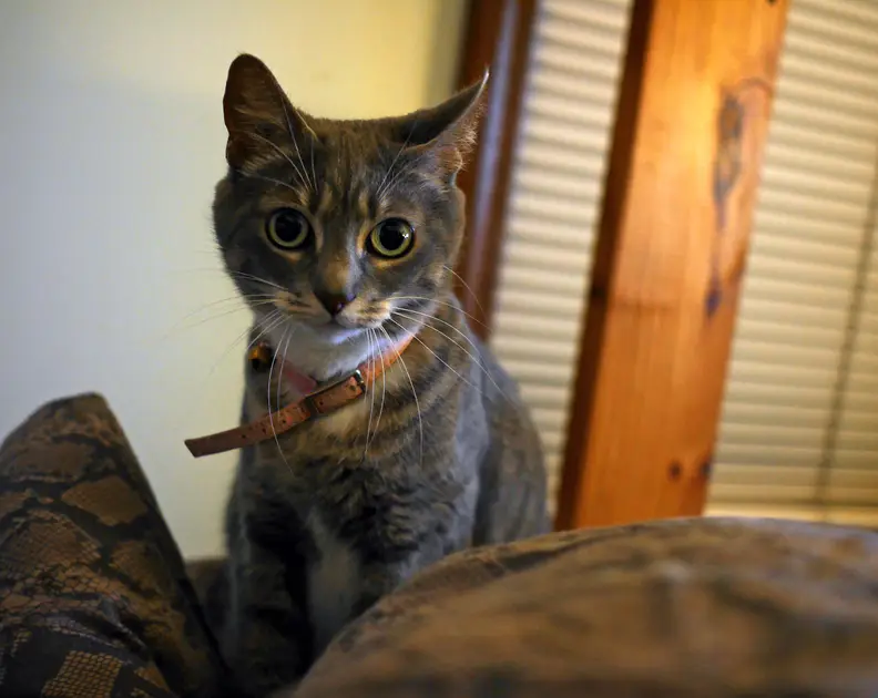kitty on bed