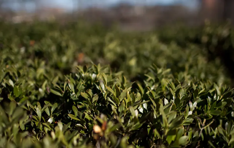 EXIF: 35mm, ISO 50, 1/2000, f/1.4