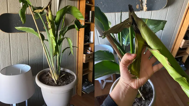 Potted plant in soil. On right, person holding large wilted leaf on potted plant.