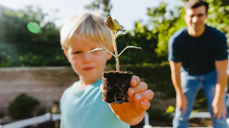 You'll get ready-to-plant seedlings to put in your garden.