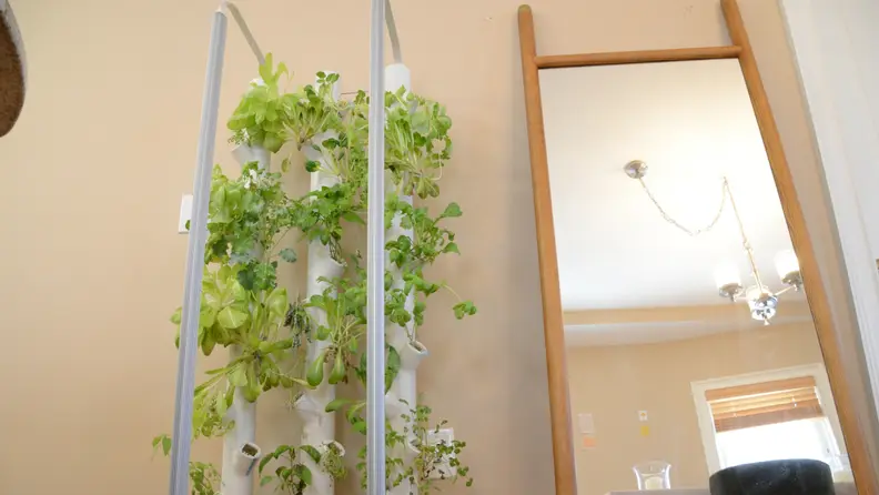 A Gardyn indoor garden device is in a person's living room, with 30 plants growing out of the columns on the device.