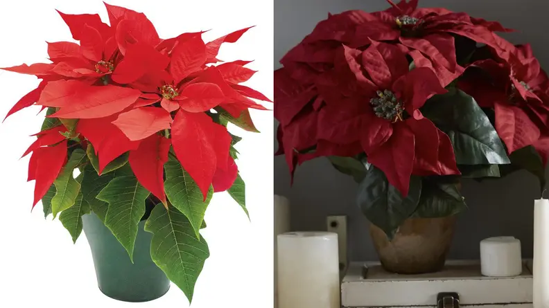 Real vs. fake pointsettia plants