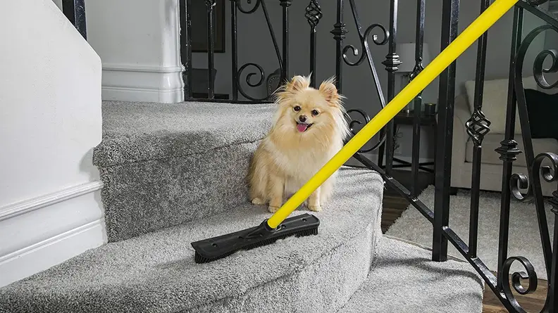 Look at the smug smile on this dog's face!