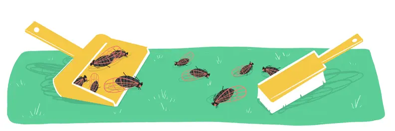 Illustration of dust pan with small brush cleaning up deceased cicadas from the ground