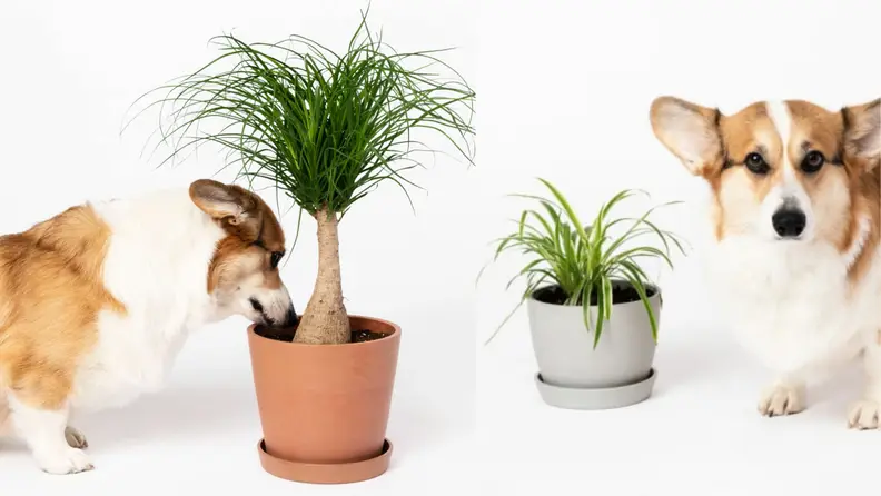 Bloomscape plant with corgi