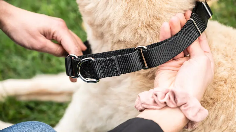 Fitting a martingale dog collar