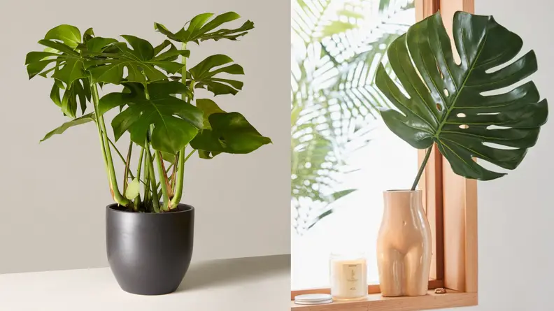 Monstera