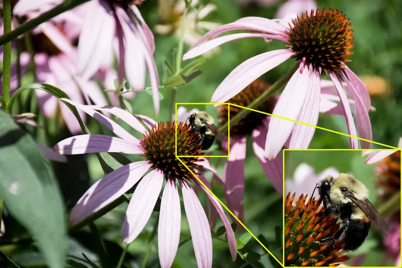 As you can see above, the D7200 is capable of preserving details as small as pollen on a bee.