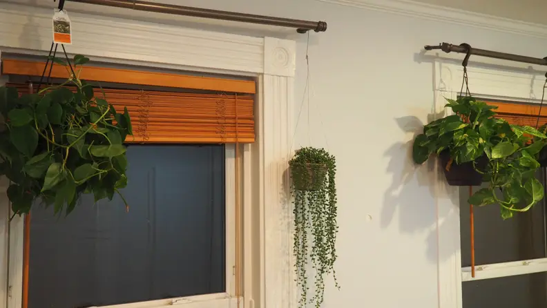 Three plants hanging on curtain rods in front of windows.