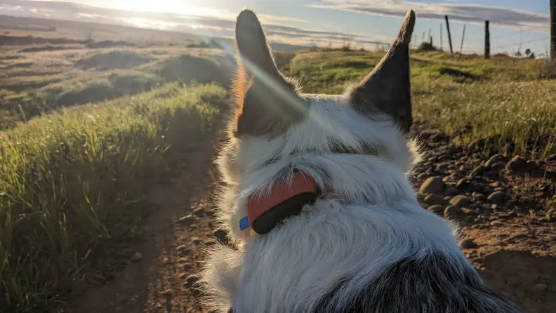 Dog wearing the Minitailz looking into the sunset.