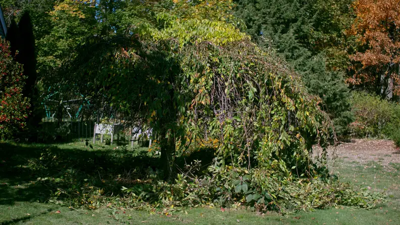 A weeping cherry tree in a yard that is overgrown