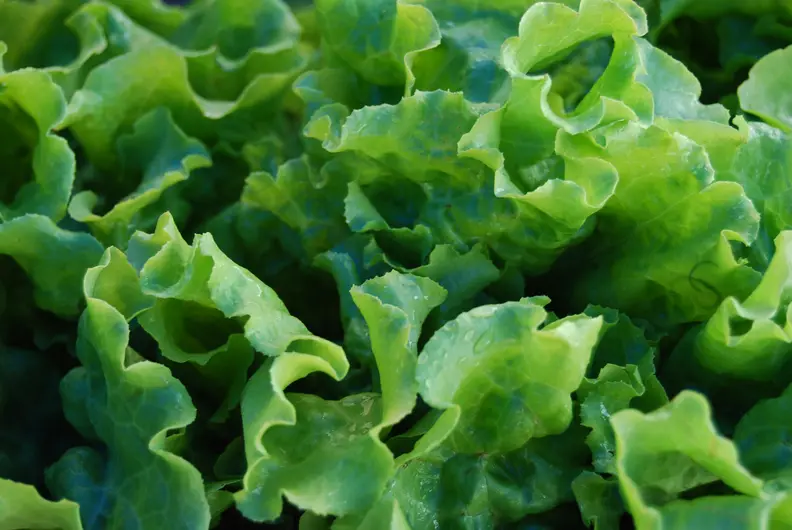 lettuce leaves