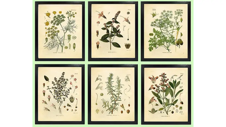 Massachusetts favors botanicals for home decor