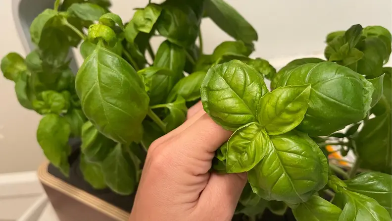 A sprig of lush green basil.