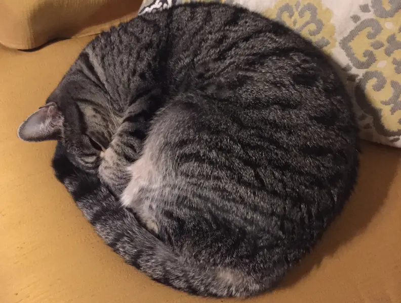 Cat and chair