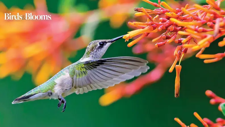 Hummingbird on a flower