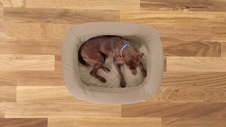 A chocolate lab sits in a brown dog bed on a wooden floor